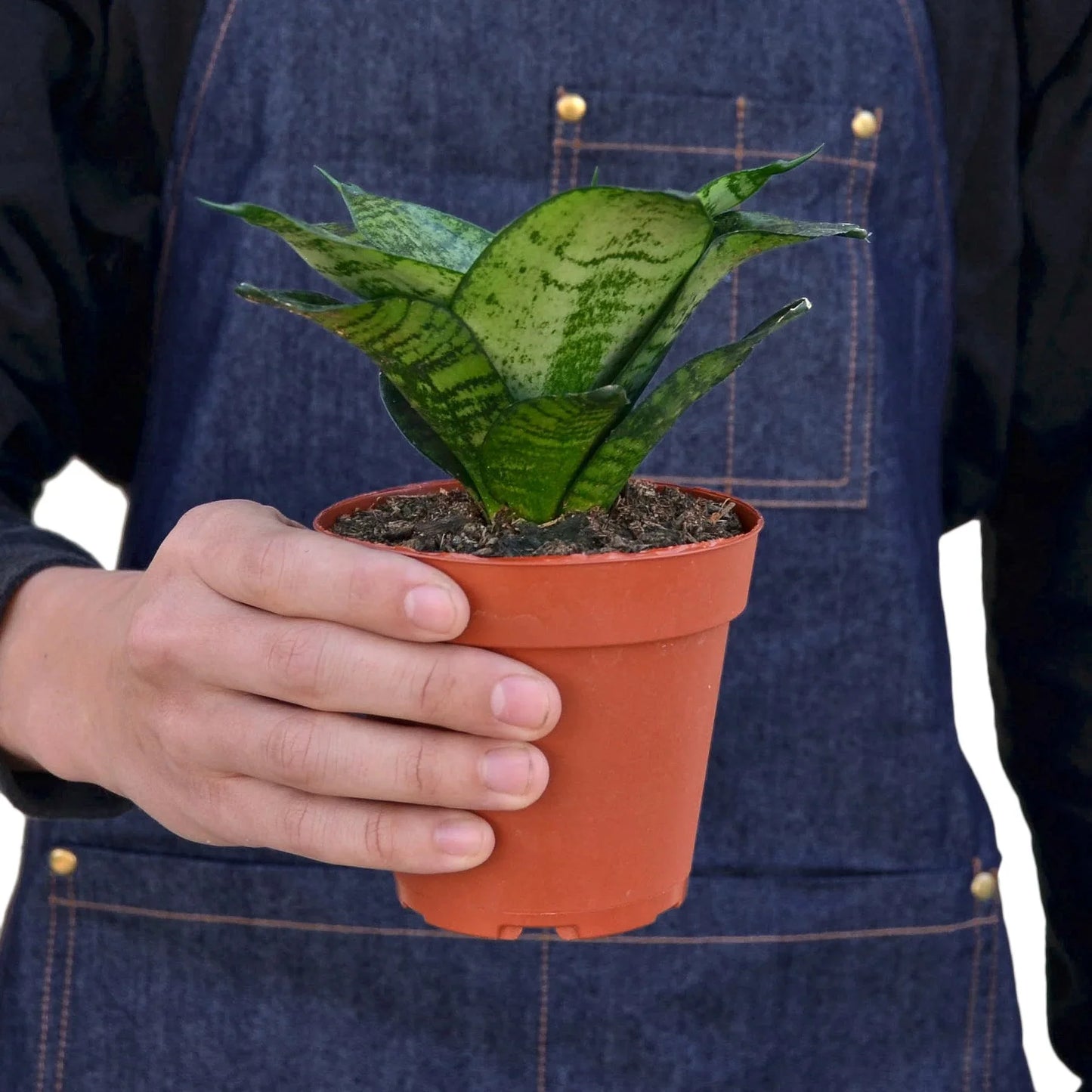 Snake Plant Black Robusta 4 Inch Pot