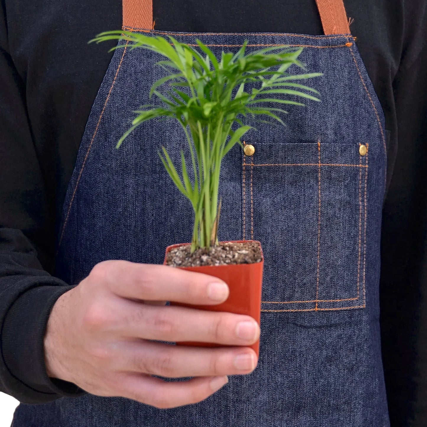 Parlor Palm (with Pot Variants)