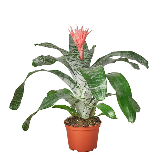 Bromeliad 'Silver Vase' 6"
