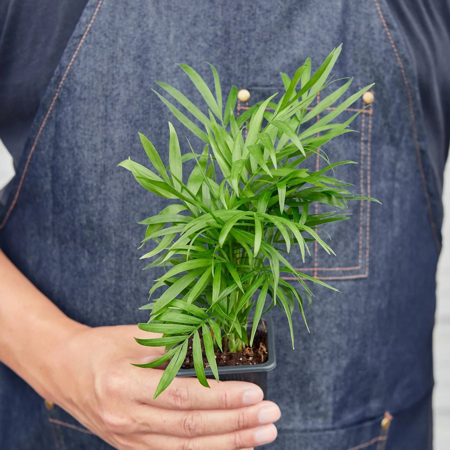 Parlor Palm (with Pot Variants)