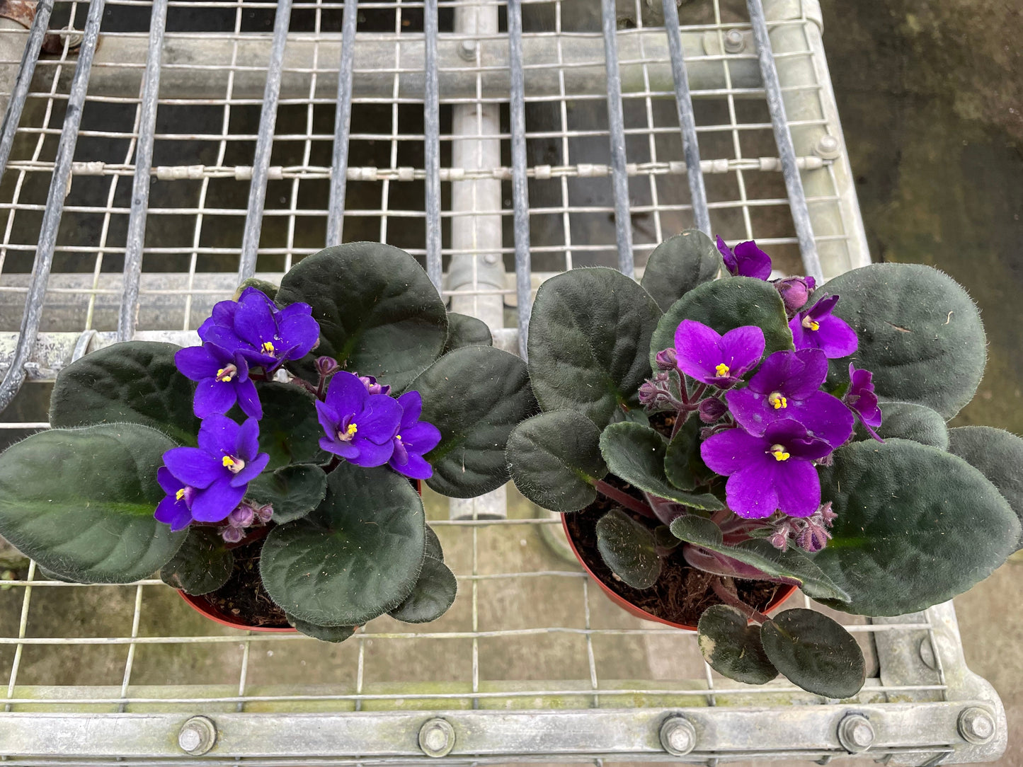 Purple African Violet 4" or 6"