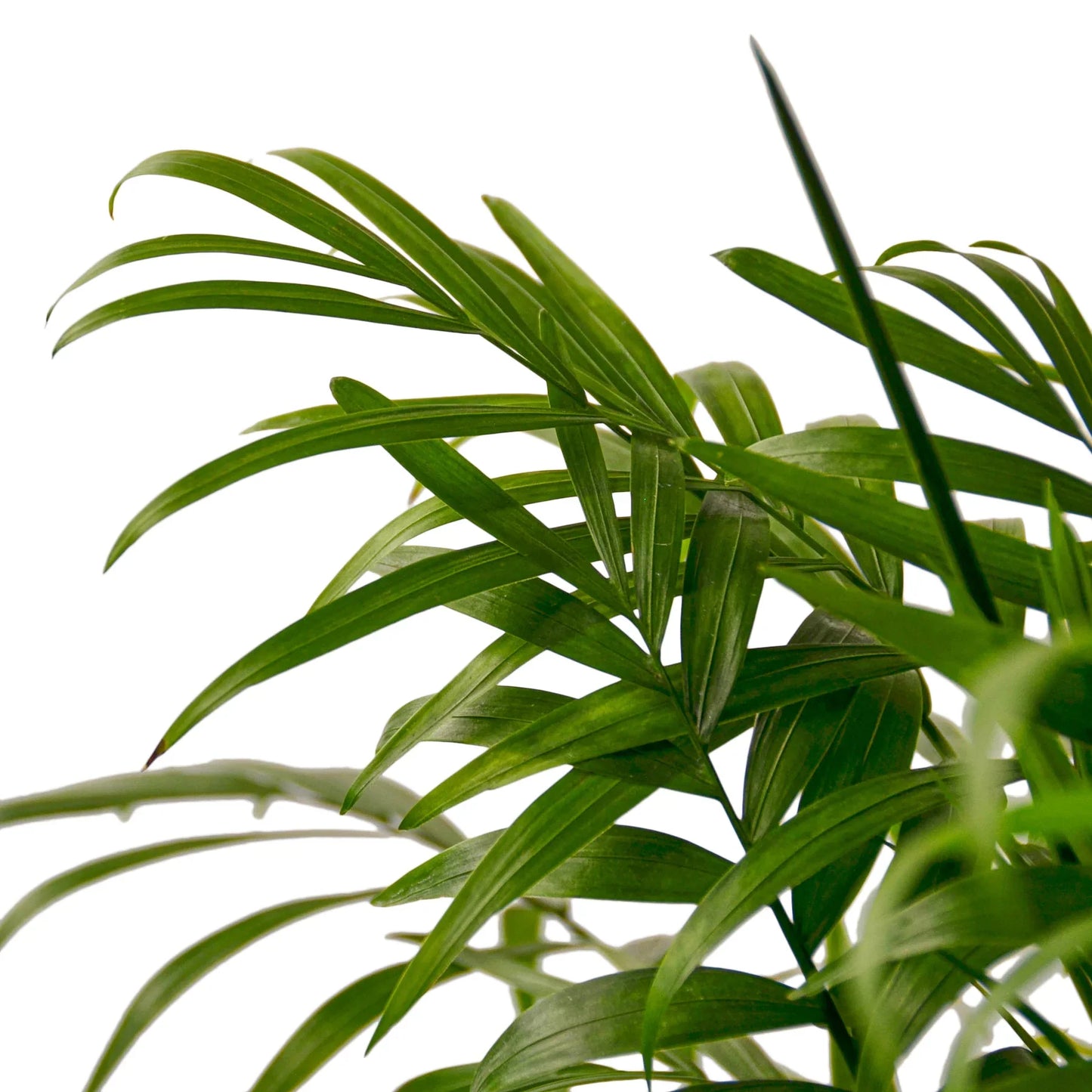 Parlor Palm (with Pot Variants)