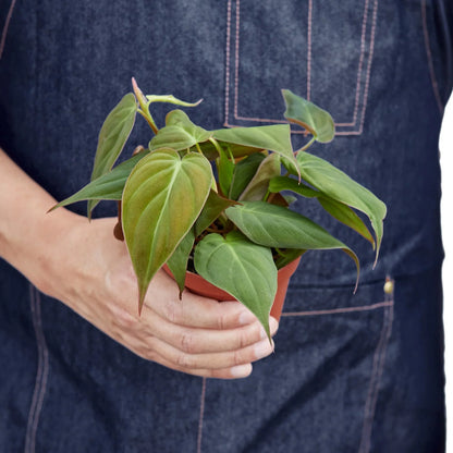Philodendron 'Velvet' 4 Inch