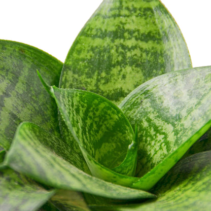 Snake Plant Black Robusta 4 Inch Pot