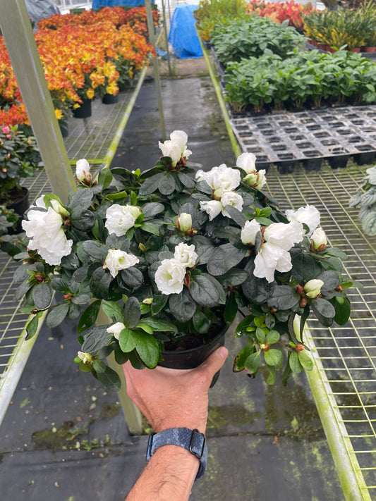 Azalea (Rhododendron) 6"