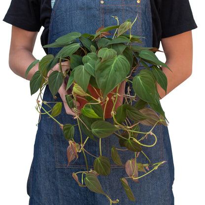 Philodendron 'Velvet' 4 Inch